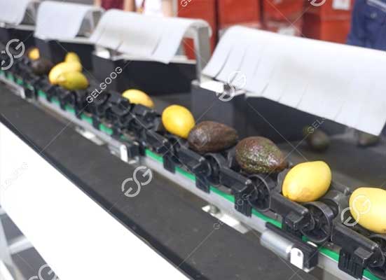 avocado grading machine