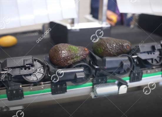 Avocado central system control for sorting