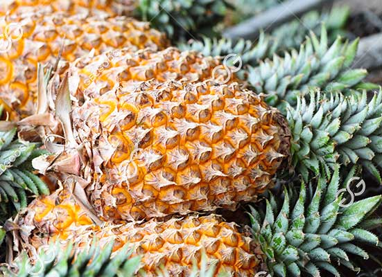 Pineapple packing machine