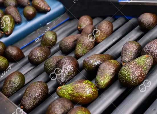 Avocado raw material receiving and feeding