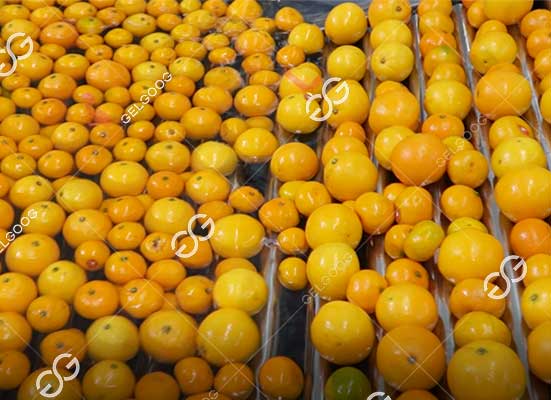 Citrus roller lift machine