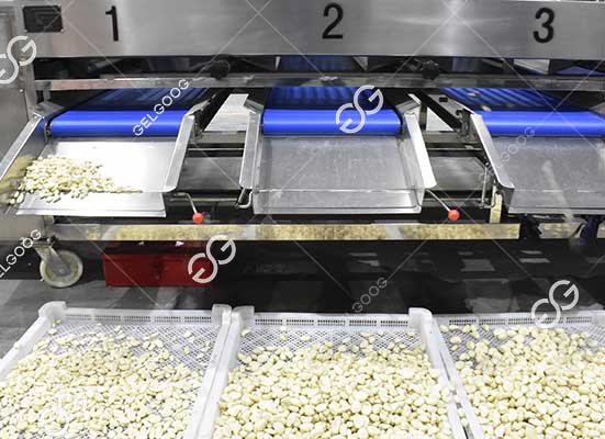 Garlic sorting machine