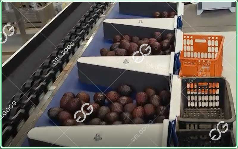 avocado grading machine