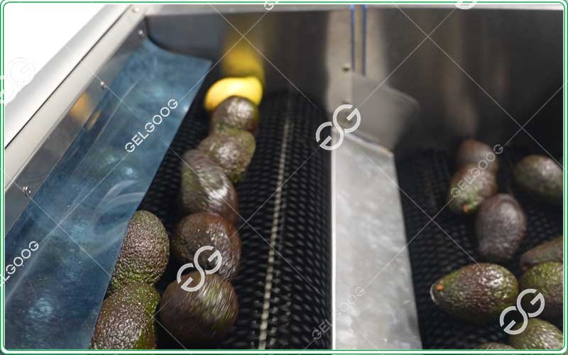 automatic avocado waxing machinery