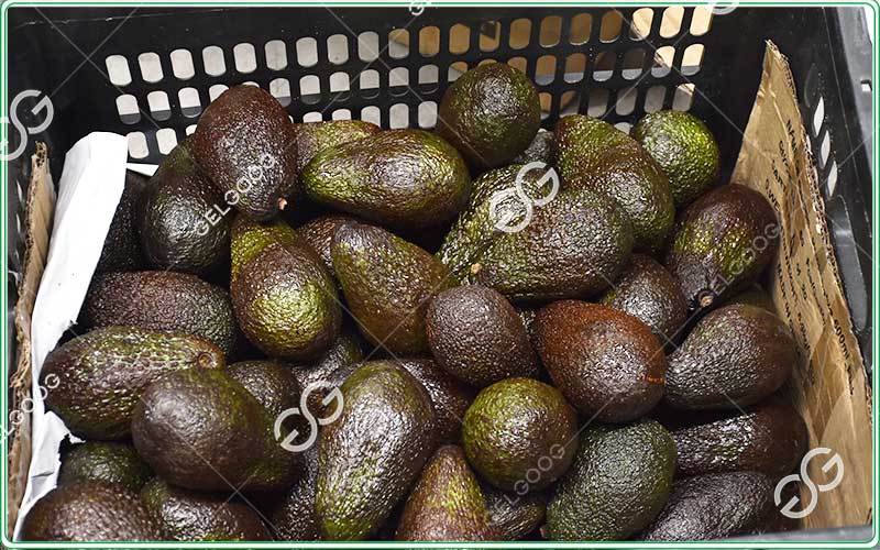 avocado waxing machine
