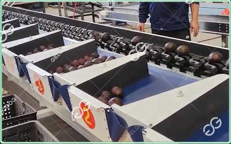 avocado sorting machine