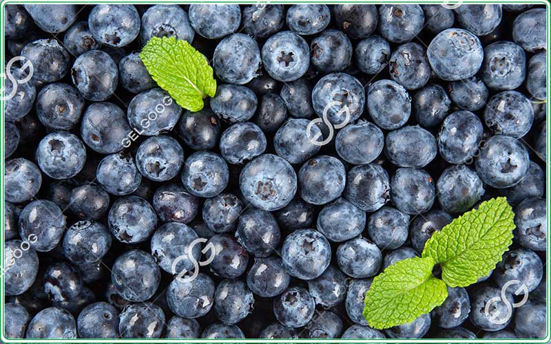 industrial blueberry grading machine