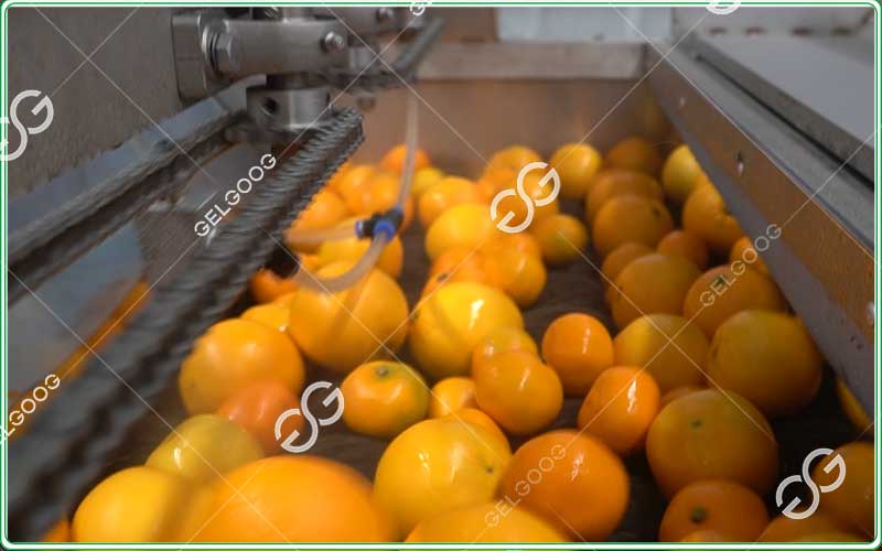 citrus fruit waxing machine