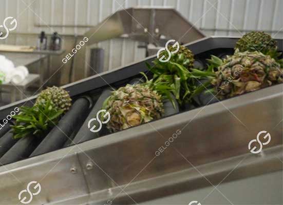 Pineapple feeding machine