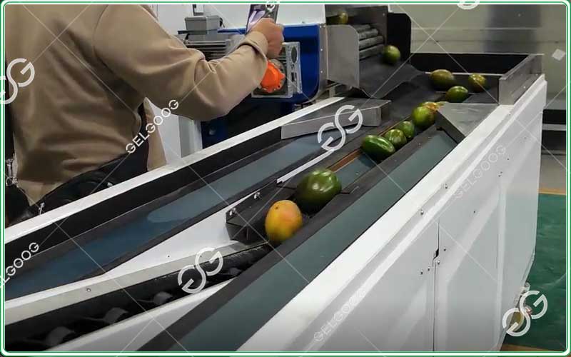 mango sorting and grading machine