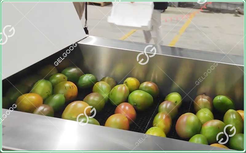 mango fruit waxing machine