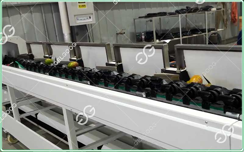 automatic mango sorting and grading machine
