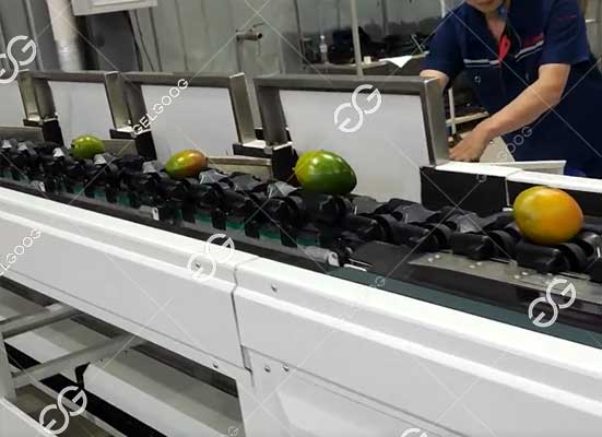 Mango sorting machine