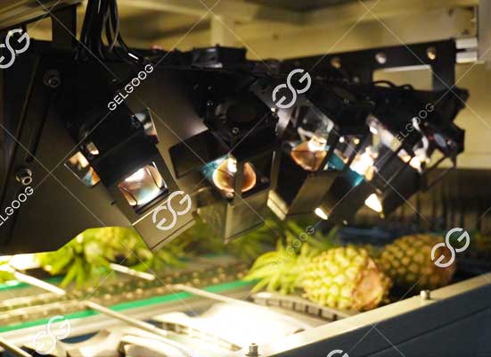 Pineapple sorting machine
