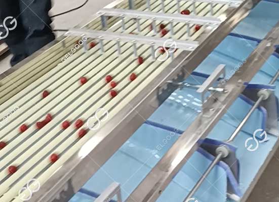 Tomato sorting machine