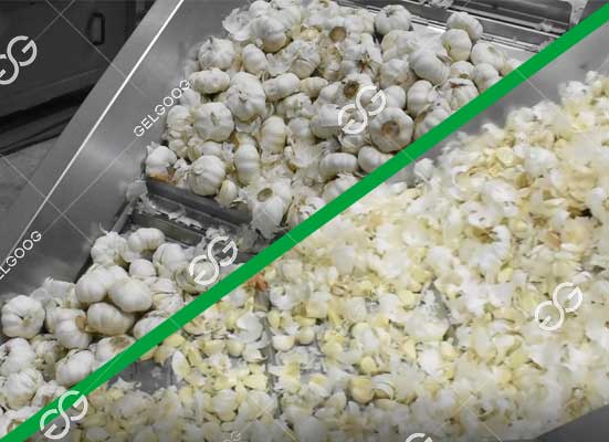 garlic clove separator machine