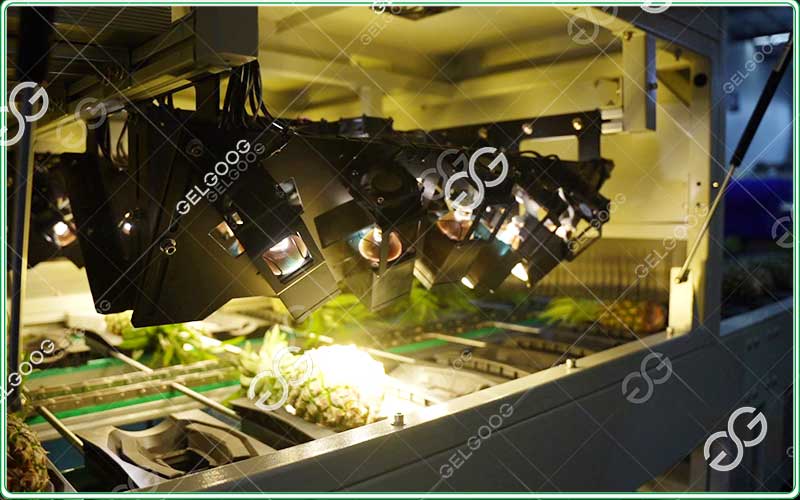automatic-pineapple-grading