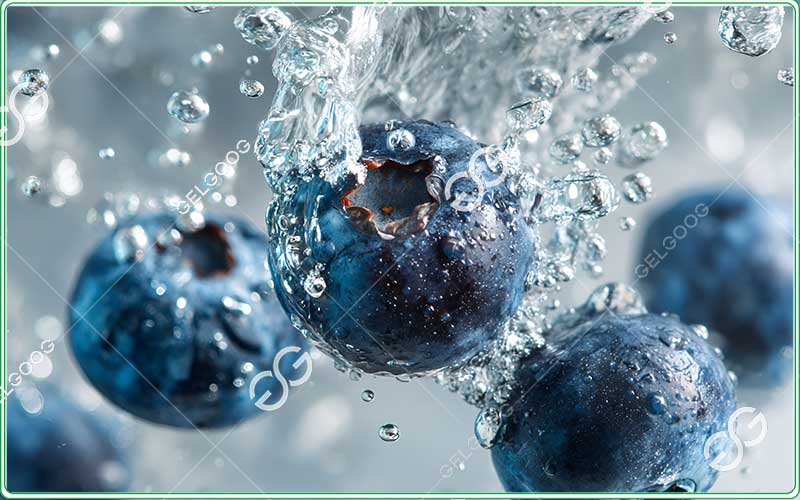 blueberry-cleaning-machine