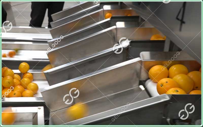 citrus-sorting-machine