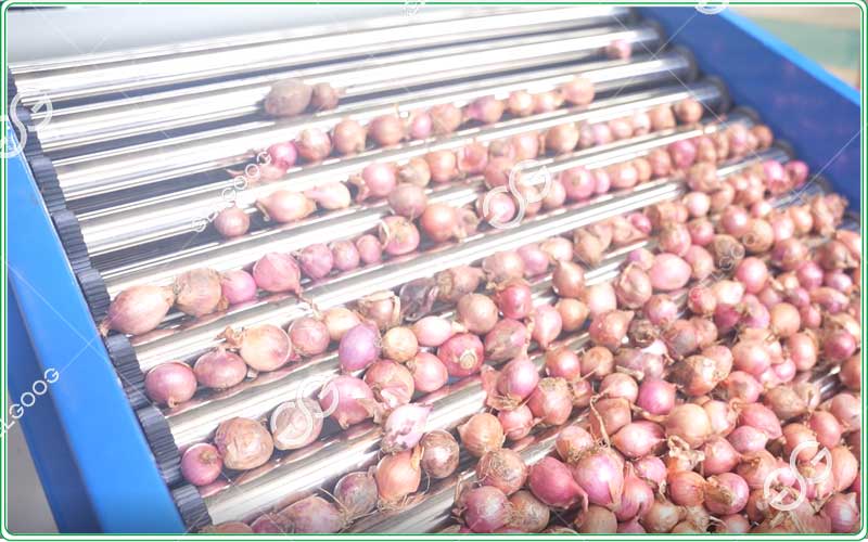 onion-sorting-machine