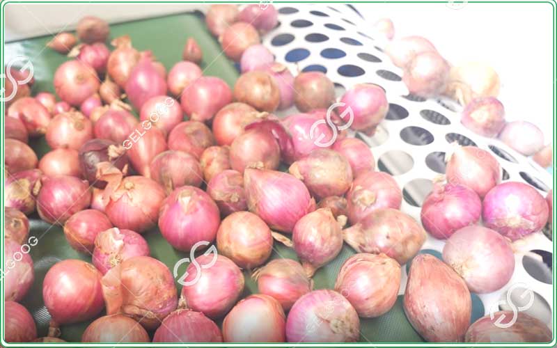 onion-sorting-machines