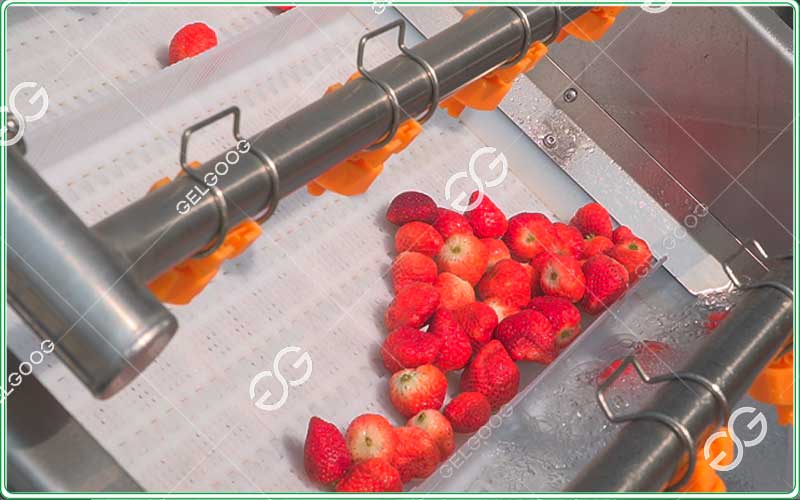 strawberry-processing-line