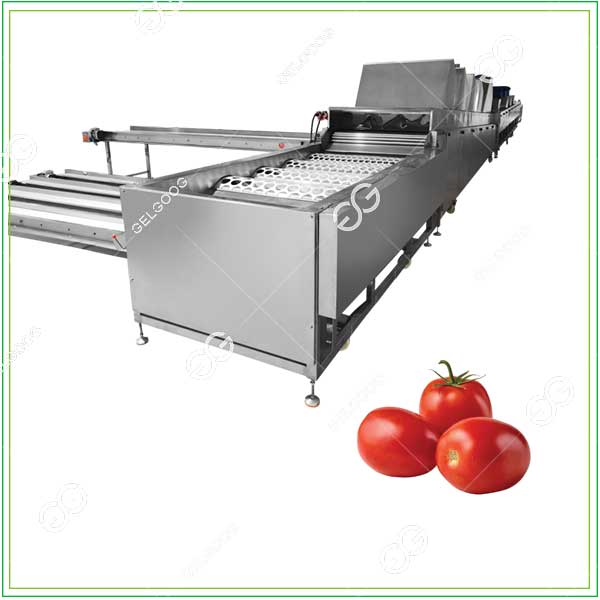 GELGOOG’s Precise Tomato Grading Machine 