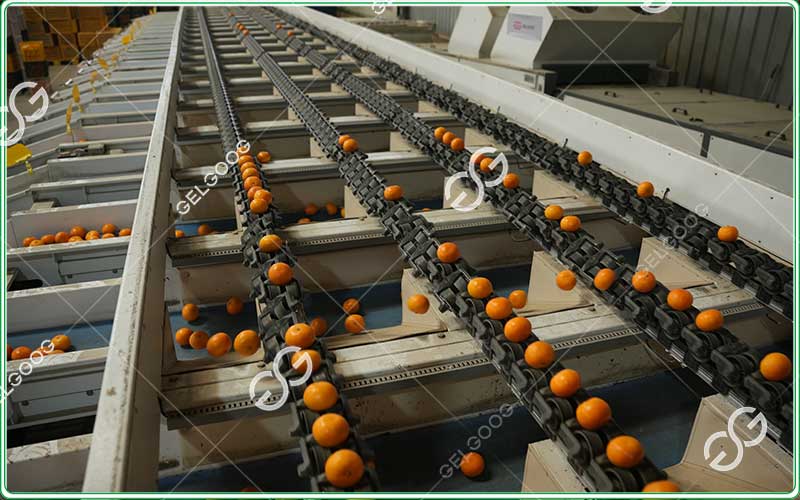 Citrus-Sorting-Machine