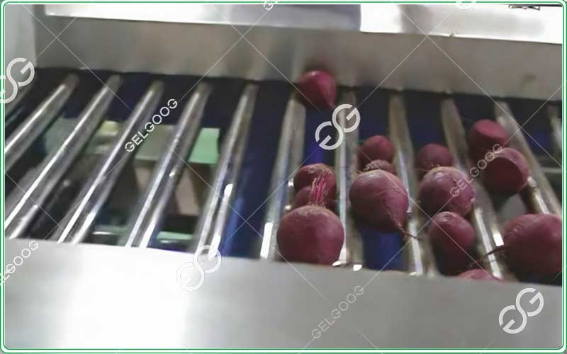 GELGOOG-beetroot-processing
