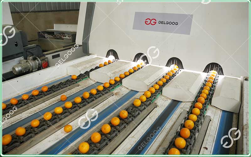 mandarin grading machine