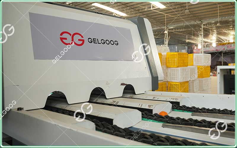 Premium-Citrus-Grading-Equipment