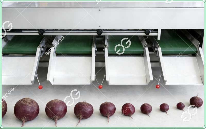 beetroot-size-sorting-machine