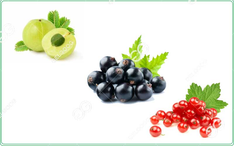 cape-gooseberry-sorting-line