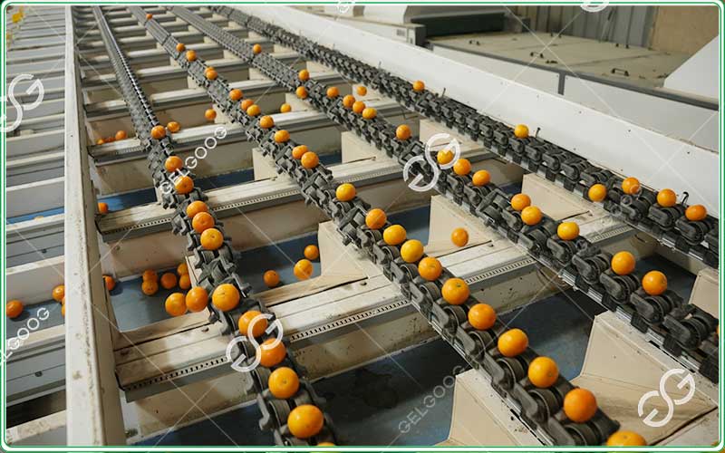 citrus sorting equipment