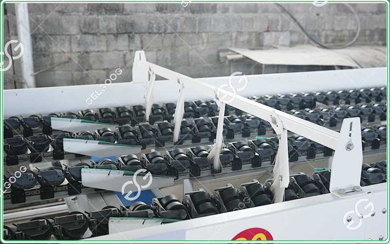 kiwi-sorting-machine-grading-machine