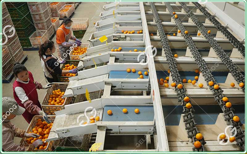 orchard grading solutions