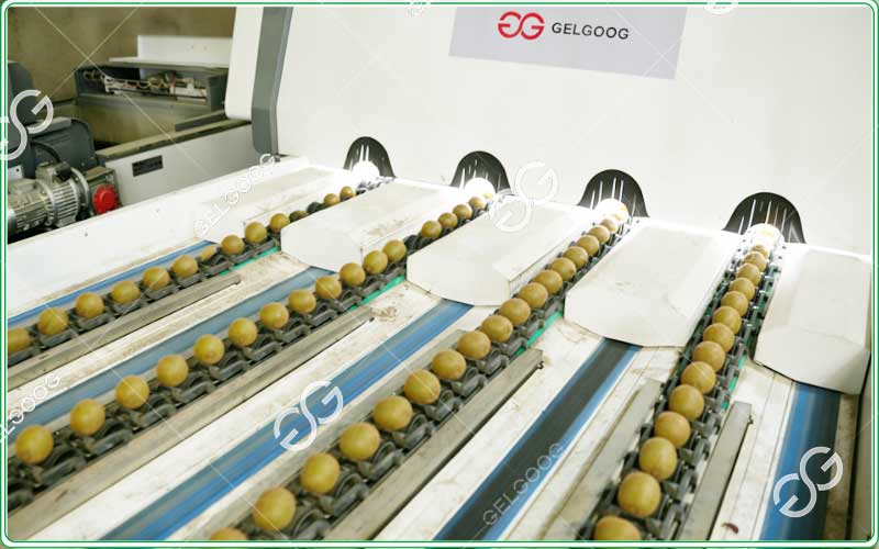 non-destructive-kiwi-sorting