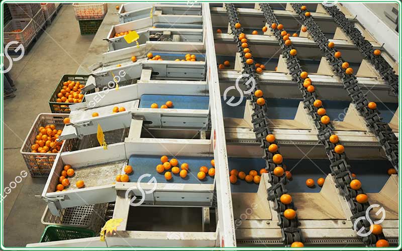 orange-grading-equipment