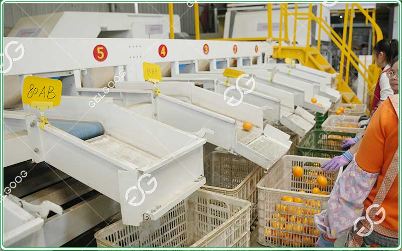 orange-sorting-equipments