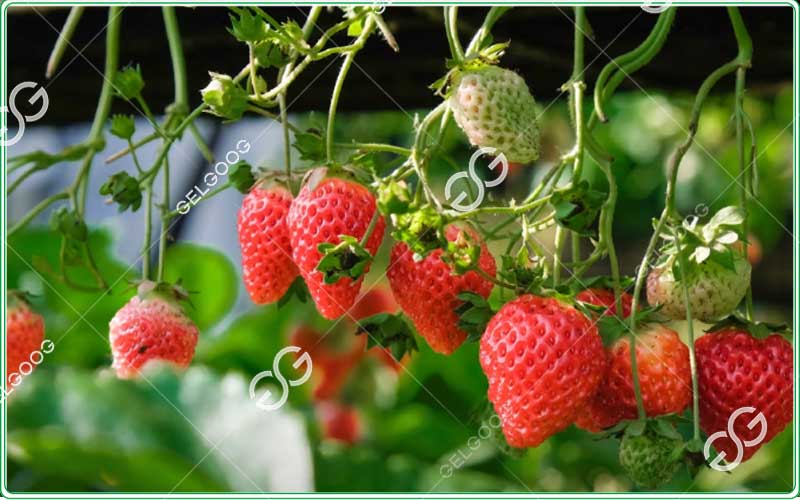 IQF strawberry processing