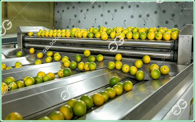Automatic lemon size sorting machine