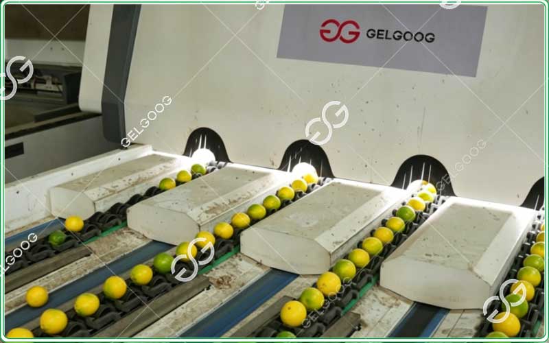 Industrial citrus sorting equipment for lemons