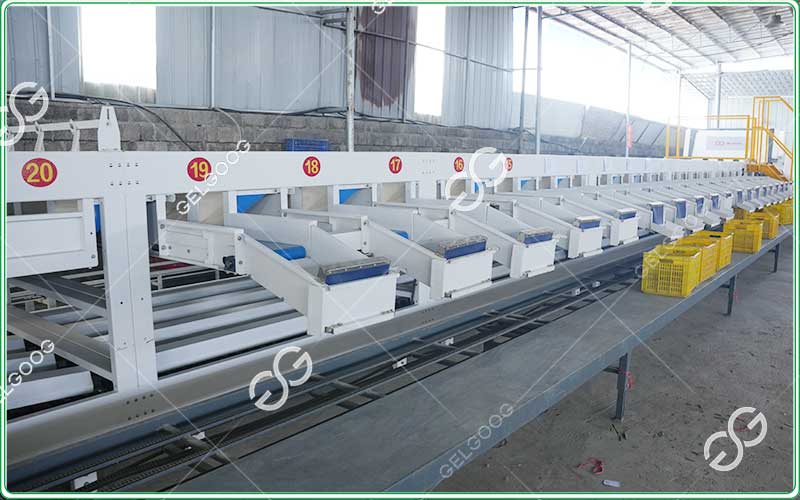 Lemon weight and color grading machine