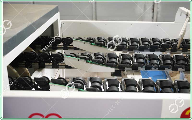 pear grading equipment