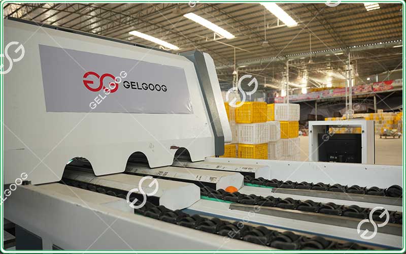 pear weight grading machine