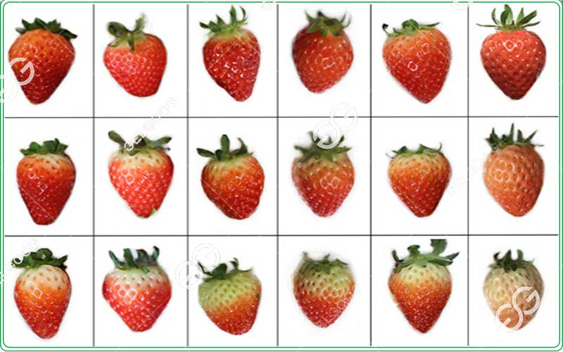 strawberry sorting machine