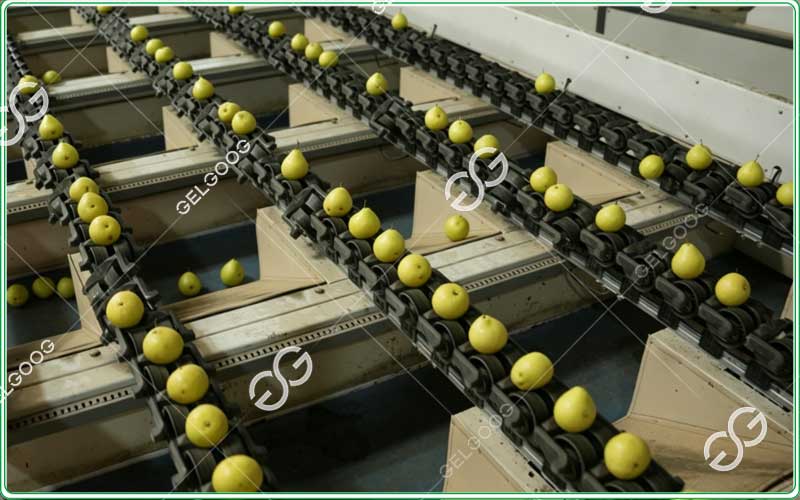 weight sorter for pears