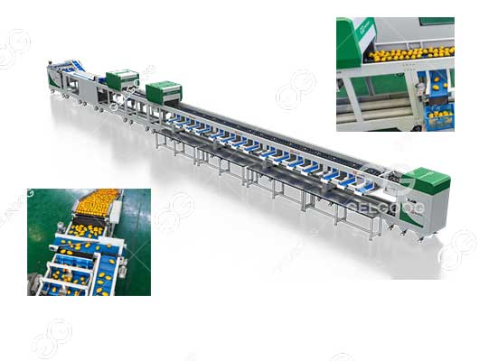 Máquina Selectora Óptica de Mangos