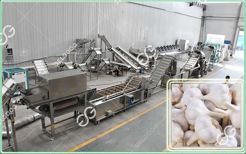 garlic clove color sorting machine