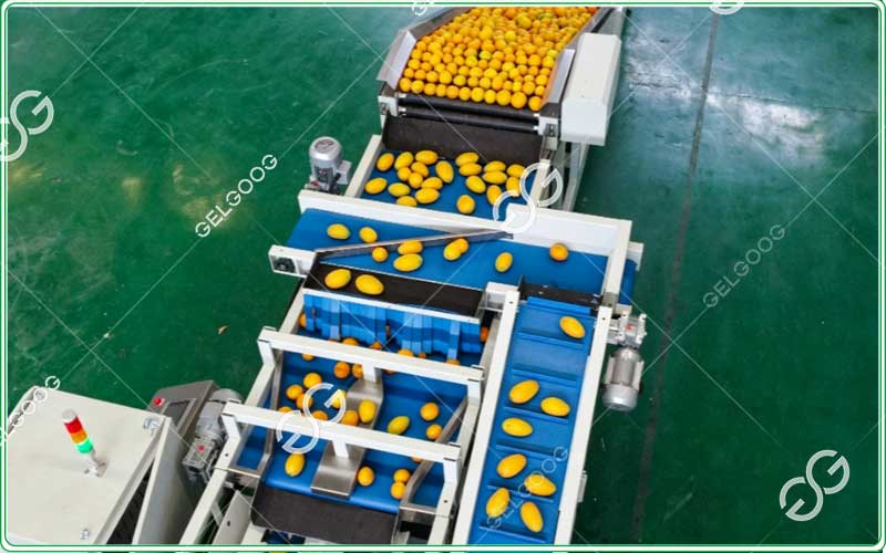 procesamiento automatizado de mangos